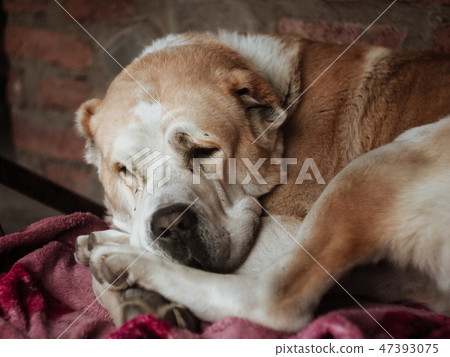 Central Asian Shepherd Dog. Alabai portrait 47393075