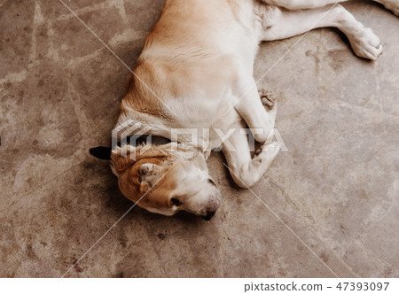 Central Asian Shepherd Dog. Alabai portrait 47393097