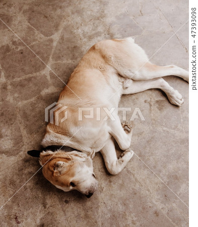 Central Asian Shepherd Dog. Alabai portrait Central Asian Shepherd Dog. Alabai portrait 47393098