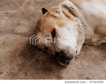 Central Asian Shepherd Dog. Alabai portrait 47393099