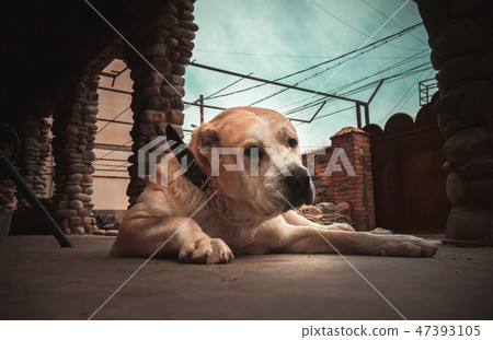 Central Asian Shepherd Dog. Alabai portrait 47393105