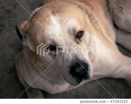 Central Asian Shepherd Dog. Alabai portrait Central Asian Shepherd Dog. Alabai portrait 47393107