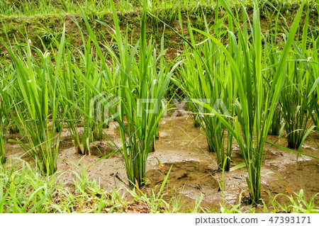 Rice plant close-up in rice field Rice plant close-up in rice field 47393171