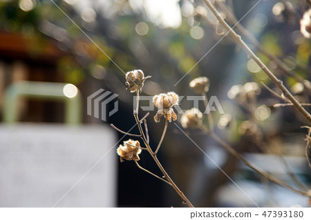 芙蓉萎凋1 芙蓉萎凋1 47393180