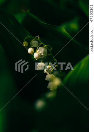 Flower of lily of the valley in forest Flower of lily of the valley in forest 47393361
