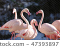 火烈鳥 47393897