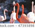 火烈鳥 47393898