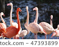 火烈鳥 47393899