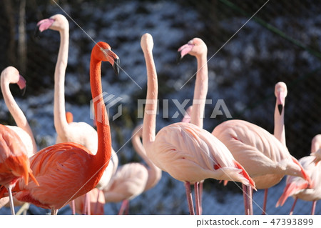火烈鳥 火烈鳥 47393899