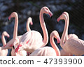 火烈鳥 47393900