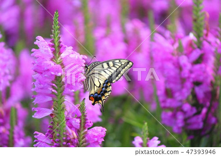 Swallowtail butterfly meal Swallowtail butterfly meal 47393946