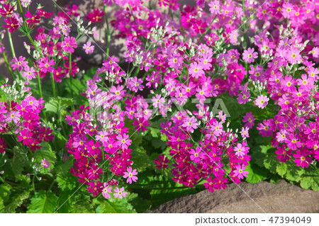 生動綻放 47394049