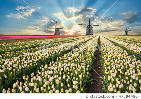 Landscape with tulip fields and windmill 47394480