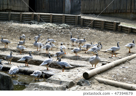 一群印度槍 47394679