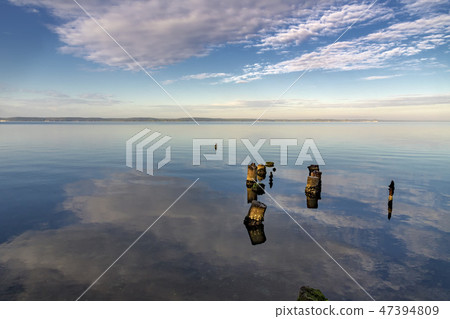 Dead tree stumps In the water 47394809