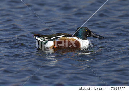 Lashes Lashes 47395251