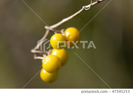 Warner Sobi Warner Sobi 47395253