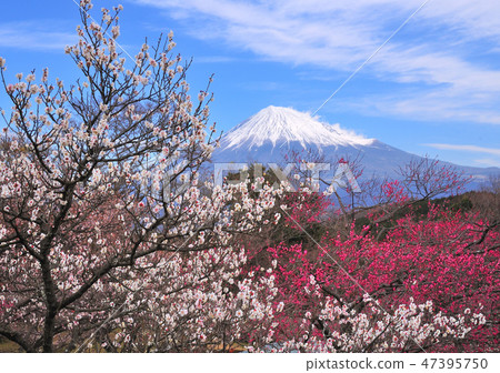 Red and white plum and Mt. Fuji -2166 Red and white plum and Mt. Fuji -2166 47395750