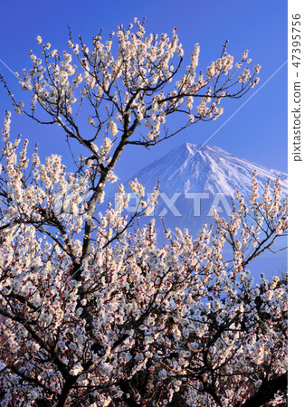 White plum and Mt. Fuji -2183 White plum and Mt. Fuji -2183 47395756