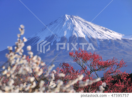 Ume and Mt. Fuji -2187 47395757