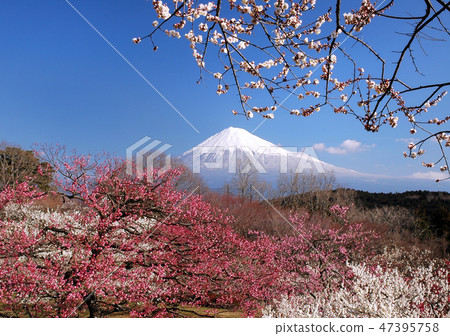 Plum garden at Mt. Iwamoto park and Mt. Fuji -2212 Plum garden at Mt. Iwamoto park and Mt. Fuji -2212 47395758