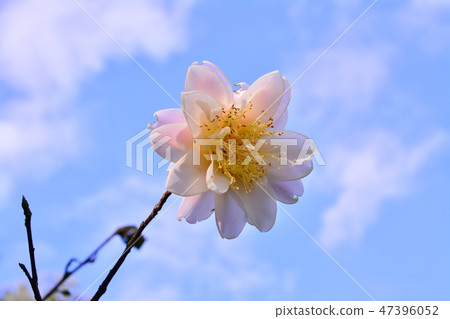 茶花 47396052