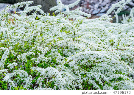 [Tokyo] Snow willow 47396173