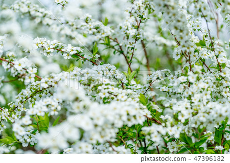 [Tokyo] Snow willow 47396182