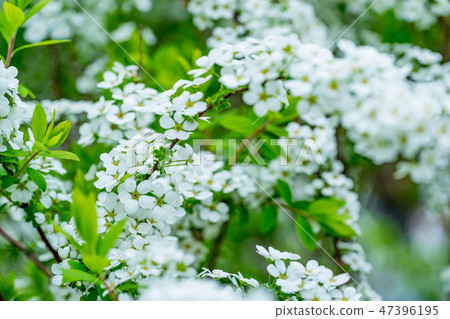 [東京]雪柳 47396195