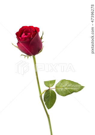 Red roses isolated on a white background Red roses isolated on a white background 47396278