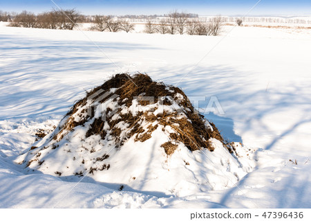 A pile of cow dung in a field in winter A pile of cow dung in a field in winter 47396436