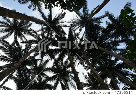 Yayayama pear 47396514