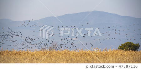 Black Crane, Suncheon Bay, Suncheon City, Jeonnam 47397116