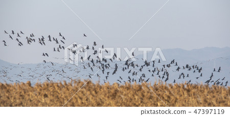 Black Crane, Suncheon Bay, Suncheon City, Jeonnam Black Crane, Suncheon Bay, Suncheon City, Jeonnam 47397119