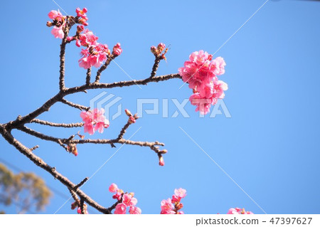 河津櫻花 47397627