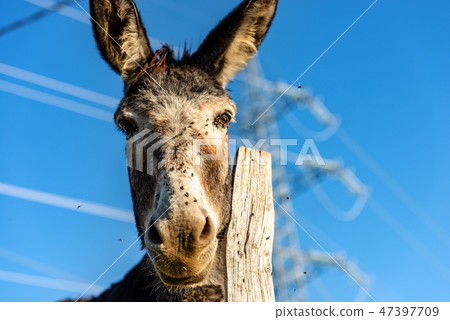 Brown and white donkey looking at camera 47397709