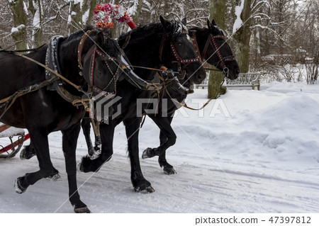 the Russian Troika of horses goes on the snow road 47397812
