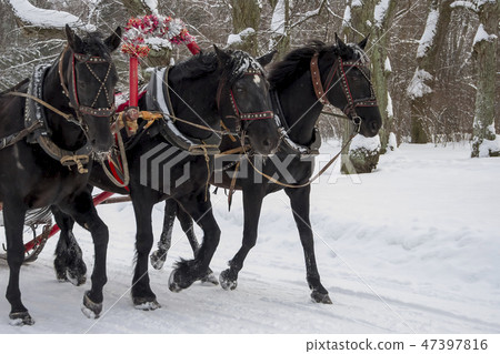 the Russian Troika of horses goes on the snow road 47397816