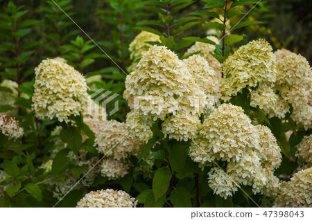 Beautiful Hydrangea flower Beautiful Hydrangea flower 47398043