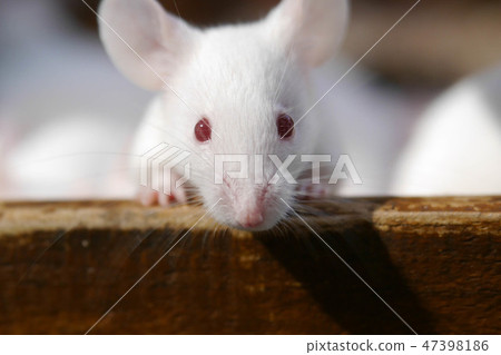 Mus musculus 47398186