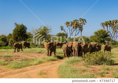 Herd elephants in the savannah Herd elephants in the savannah 47398717