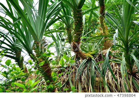 Greenhouse tropical plants 47398804