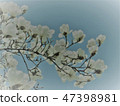 An illustration-like magnolia branch that the blue sky looked up from the bottom in the background 47398981