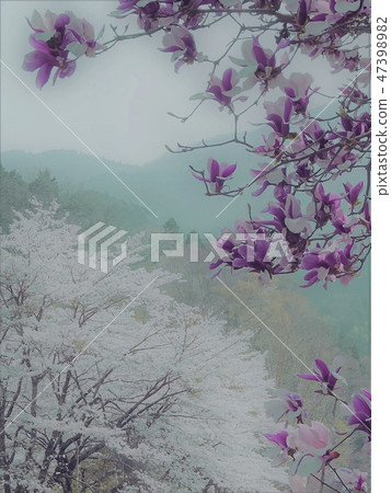 具有木蘭、模糊櫻花和山地複制空間的插圖式景觀 47398982