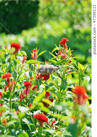 Rama XII park in Thailand Bangkok Metropolis, red flowers and birds, garden, flower bed, garden Rama XII park in Thailand Bangkok Metropolis, red flowers and birds, garden, flower bed, garden 47399115
