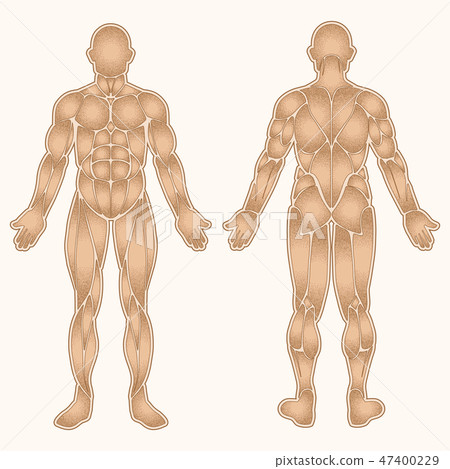 Human body muscles color - Stock Illustration [47400229] - PIXTA