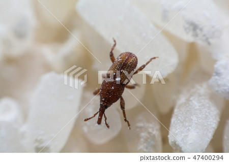 Rice weevil, or science names Sitophilus oryzae Rice weevil, or science names Sitophilus oryzae 47400294