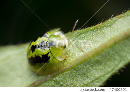 Golden Tortoise Beetle on green leaf background Golden Tortoise Beetle on green leaf background 47400301