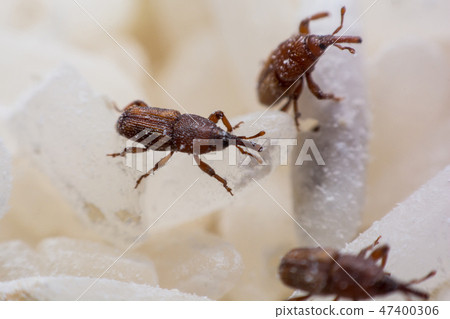 Rice weevil, or science names Sitophilus oryzae 47400306