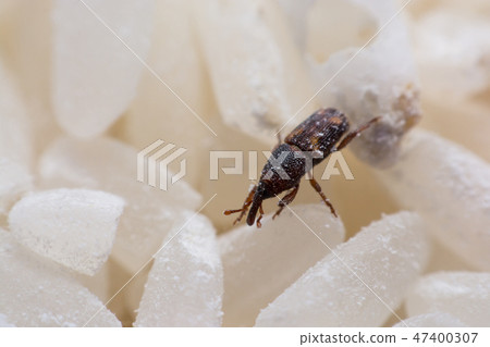 Rice weevil, or science names Sitophilus oryzae 47400307